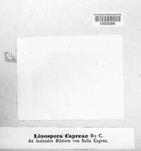 Linospora saligna image